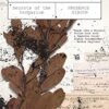 The Plant Thieves: Secrets of the herbarium