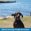 Sydney for Dogs 4/e