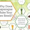 Why Does Asparagus Make Your Pee Smell?: Fascinating Food Trivia Explained with Science