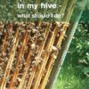 There are queen cells in my hive: - what should I do?