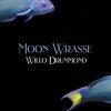 Moon Wrasse