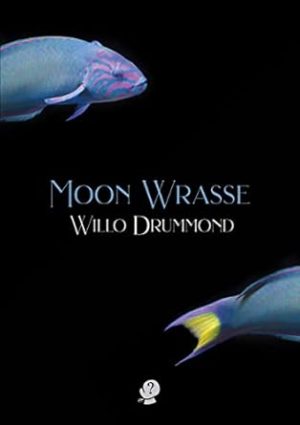 Moon Wrasse