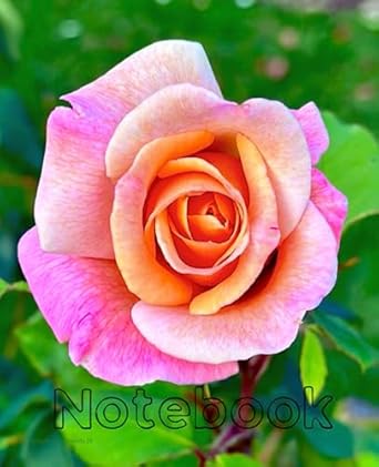 Pink & Orange Rose Notebook (Real Photography): College Ruled |100 pages |7.5 x 9.25