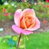 Single Rose Notebook (Real Photography): College Ruled |100 pages | 7.5 x 9.25