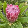 Protea Flower Notebook (real photography): College Ruled |100 pages | 7.5 x 9.25
