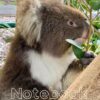 Koala Notebook (Real Photography): College Ruled |100 pages | 7.5 x 9.25