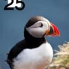 Pocket Calendar 2024-2025: 2 Years Pocket Planner with Inspirational Quotes January 2024 to December 2025, 24 Month Small Organizer 4x6.5 | Cute Puffin