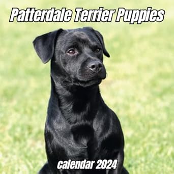 Patterdale Terrier Puppies Calendar 2024: 14 Months Organizer For Home & Office , Mens , Womens , kids