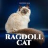 Ragdoll Cat Calendar 2025