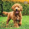 Goldendoodles Calendar 2025: A Year of Cuddly Companions