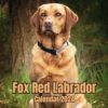 Fox Red Labrador Calendar 2024: November 2023 to December 2024 Monthly Organizer To Keep Track Of Dates , Ideal for Home, Office