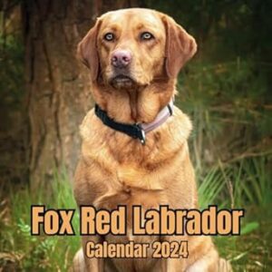 Fox Red Labrador Calendar 2024: November 2023 to December 2024 Monthly Organizer To Keep Track Of Dates , Ideal for Home, Office
