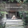 Dogs on Doorsteps