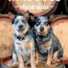 Wine Dogs Australia 6
