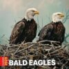 Bald Eagles Calendar 2025: 365 Days of Creativity, Bonus Last 3 Months 2024, Tailored Bald Eagles, A Unique Gift for Every Holiday, Yankee Swap, Seasonal Celebrations, Featuring