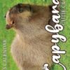 The Capybara Cutie Club 2025 Calendar