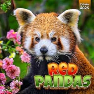 Red pandas calendar 2025: A Year of Cuteness and Conservation Awareness