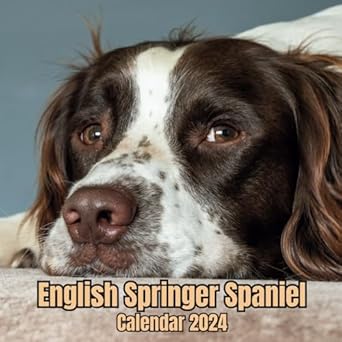 English Springer Spaniel Calendar 2024: 14 Months Organizer For Home & Office , Mens , Womens , kids