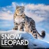 Snow Leopard Calendar 2025: A Year Celebrating the Beauty and Grace of Snow Leopards