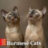 Burmese Cats Calendar 2025: Elegant and enchanting, enjoy the beauty of Burmese cats throughout the year.