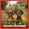 Hilarious Dachshunds Calendar 2025: Laugh at the Humor of Dachshunds All Year, Featuring the Last 3 Months of 2024, Perfect for Dog Lovers, A Hilarious Gift for Every Season