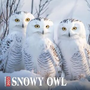 Snowy Owl Calendar 2025: Monthly Planner Highlighting the Elegant and Majestic Snowy Owl