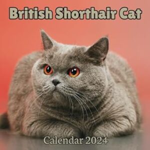British Shorthair Cat Calendar 2024: 16 Months Organizer From September 2023 to December 2024 ,For Cats lovers , Men , Women , Girls , Boys