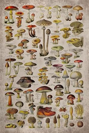 Mushroom 2025 Planner Weekly and Monthly: Minimalist Calendar Organizers, goal, to do list