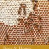 Bees & Honey: River Cottage Handbook No.19