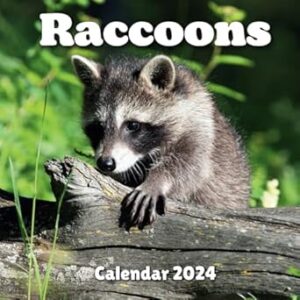 Raccoons Calendar 2024: September 2023 to December 2024 Monthly Weekly Organizer To Keep Track Of Dates , For All Ages