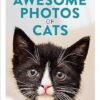 How to Take Awesome Photos of Cats
