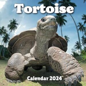 Tortoise Calendar 2024: September 2023 to December 2024 Monthly Weekly Organizer To Keep Track Of Dates , For All Ages