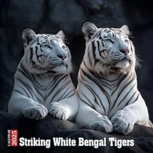 Striking White Bengal Tigers Calendar 2025: A year of rare and beautiful white Bengal tigers