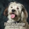 Tibetan Terrier Calendar 2024: 14 Months Organizer For Home & Office , Mens , Womens , kids