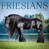 Friesian Horse Calendar 2025: Majestic Beauty in Motion, A Year with the Elegance and Grace of Friesian Horses