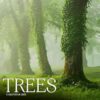Trees Calendar 2025: A Year of Stunning Tree Photography Showcasing Nature’s Tallest Wonders