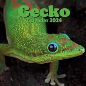 Gecko Calendar 2024: September 2023 to December 2024 Monthly Weekly Organizer To Keep Track Of Dates , For All Ages