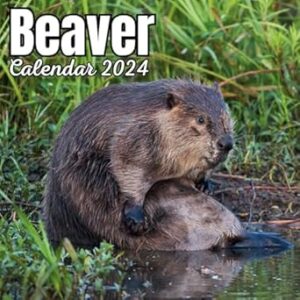 Beaver Calendar 2023: 16 Months Organizer From September 2023 to December 2024 ,For Beaver lovers , Men , Women , Girls , Boys